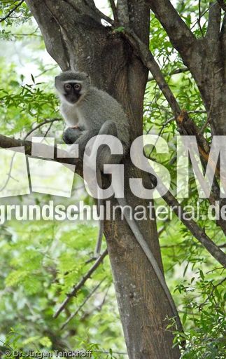 Grüne Meerkatzen (8 von 67).jpg